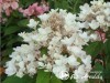 Hortenzija šluotelinė ,White Diamonds' (lot. Hydrangea paniculata)